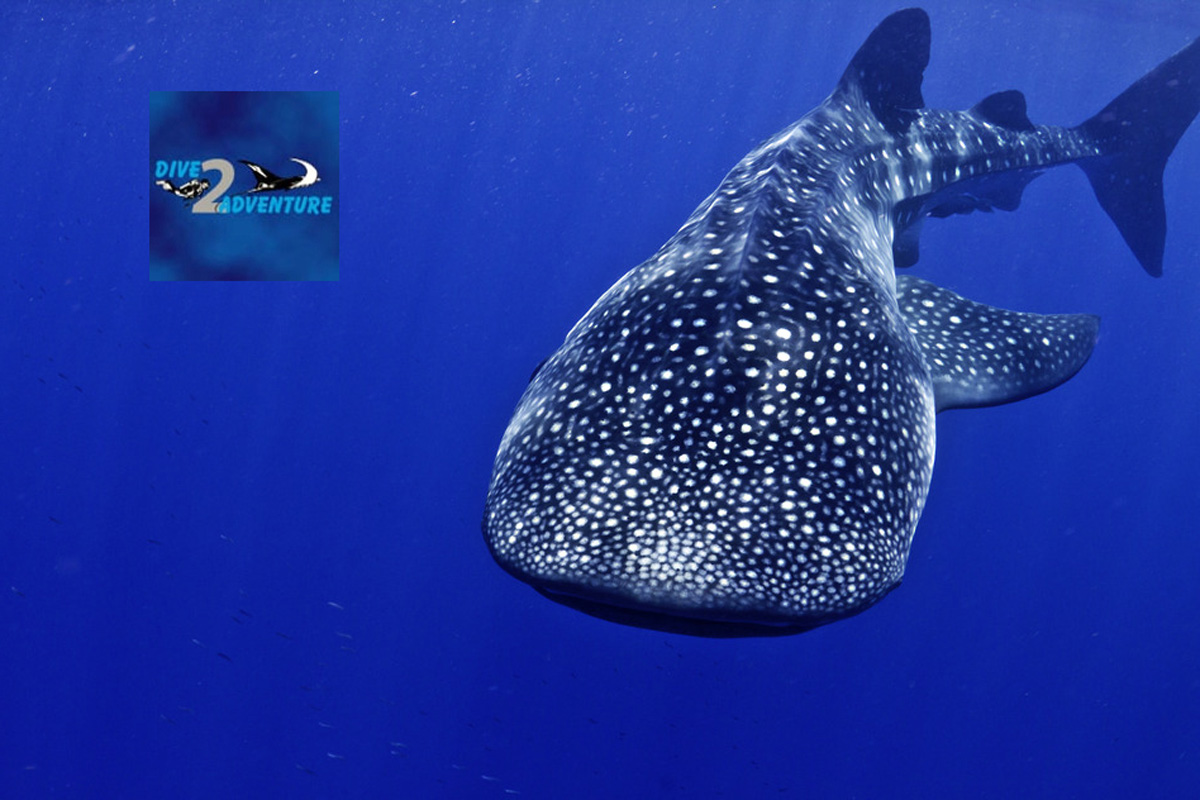 whale shark